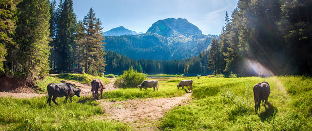 Should I Buy Organic, Grass-Fed, and Pastured Animal Products? Should I Buy Organic, Grass-Fed, and Pastured Animal Products?