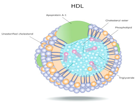 High Cholesterol on a Keto Diet: Should You Be Concerned? High Cholesterol on a Keto Diet - Should You Be Concerned?