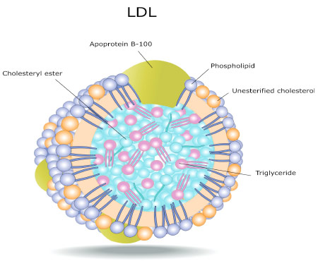 High Cholesterol on a Keto Diet: Should You Be Concerned? High Cholesterol on a Keto Diet - Should You Be Concerned?