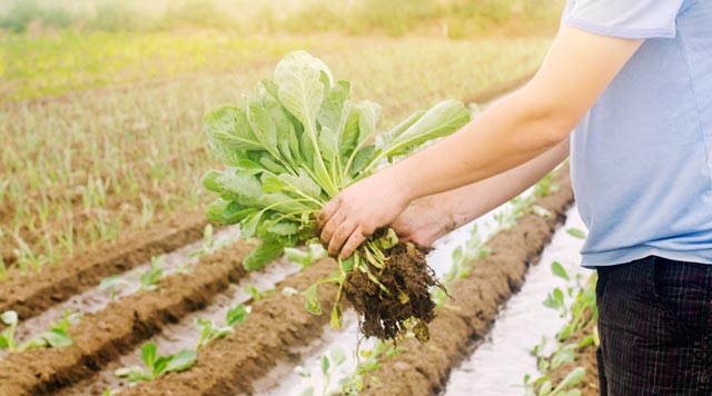 Should I buy Organic Fruits and Vegetables? Your Ultimate Guide Should I Buy Organic Fruits and Vegetables? Your Ultimate Guide