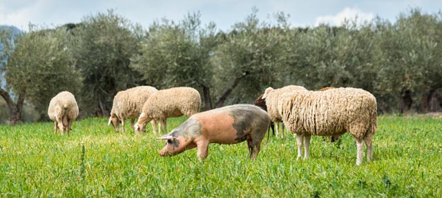 Should I Buy Organic, Grass-Fed, and Pastured Animal Products? Should I Buy Organic, Grass-Fed, and Pastured Animal Products?