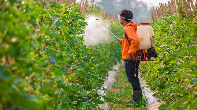 Should I buy Organic Fruits and Vegetables? Your Ultimate Guide Should I Buy Organic Fruits and Vegetables? Your Ultimate Guide