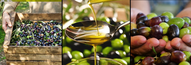 The Fatome: What is the Best Source of Fat on a Ketogenic Diet?