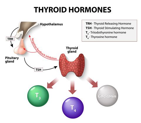 Are Keto and Low-Carb Diets Suitable for People With Thyroid Disease? Are Keto and Low Carb Diets Suitable for People with Thyroid Disease?
